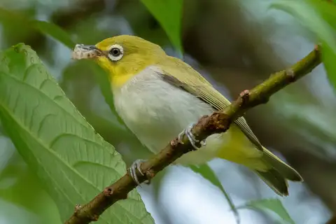 Swinhoe's White-eye