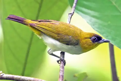 Togian White-eye