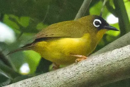 Ranongga White-eye