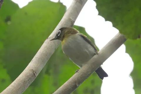 Seram White-eye