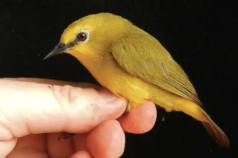 Forest White-eye