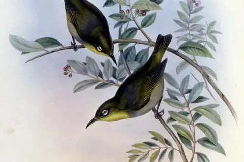 Robust White-eye