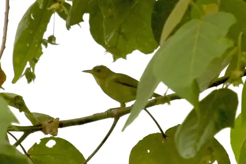 Malaita White-eye