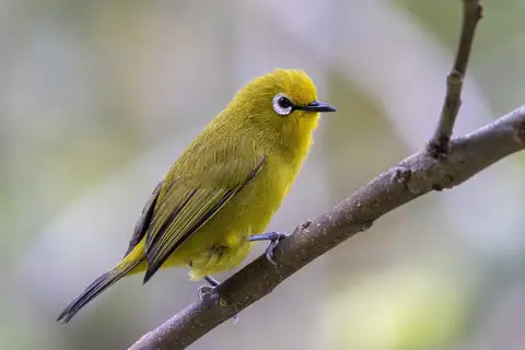 Green White-eye