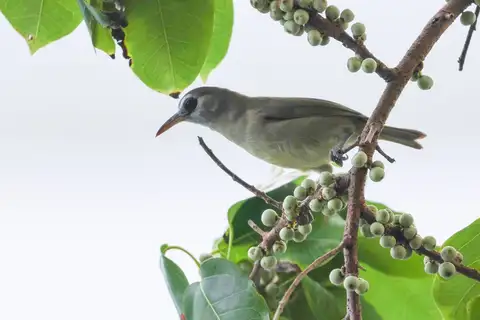 Bare-eyed White-eye