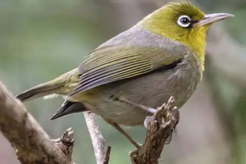 Slender-billed White-eye