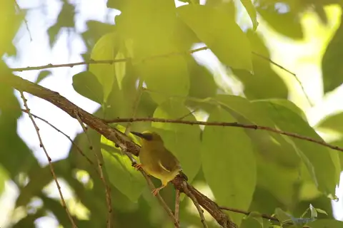 Dark-eyed White-eye