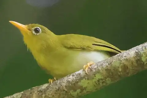 Vella Lavella White-eye
