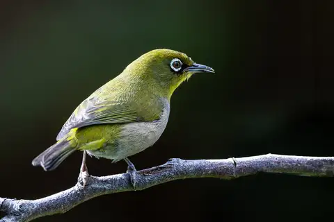 Cape White-eye