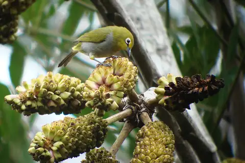 South Pare White-eye