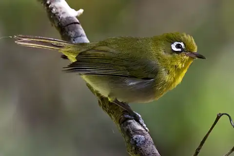 Green-backed White-eye