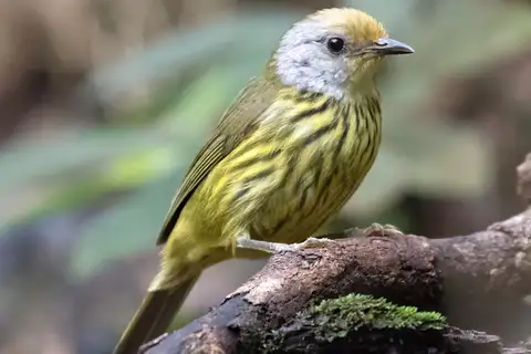 Palawan Striped Babbler
