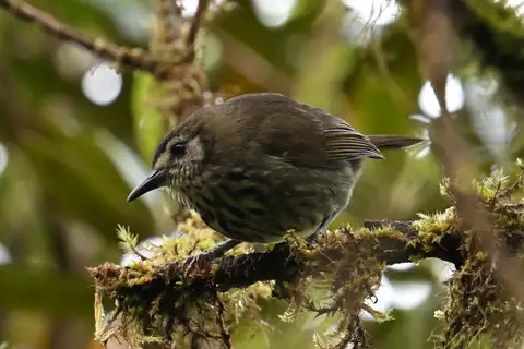 Panay Striped Babbler