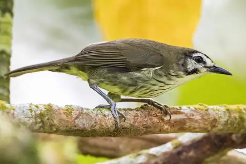 Negros Striped Babbler