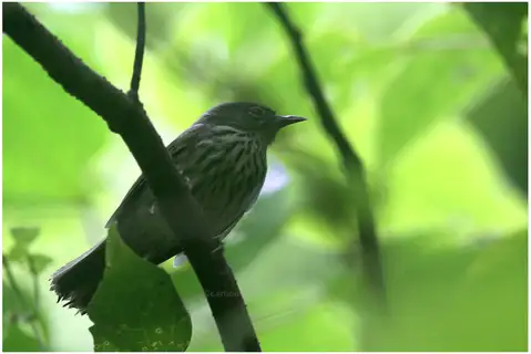 Luzon Striped Babbler