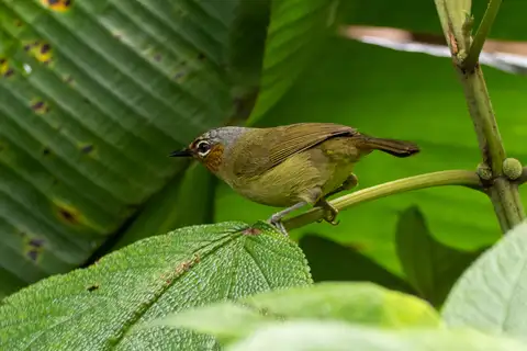 Chestnut-faced Babbler