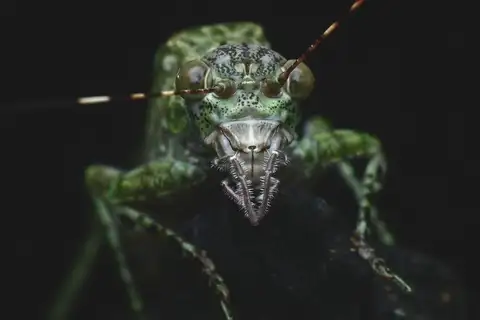 Zulpha fenghuang